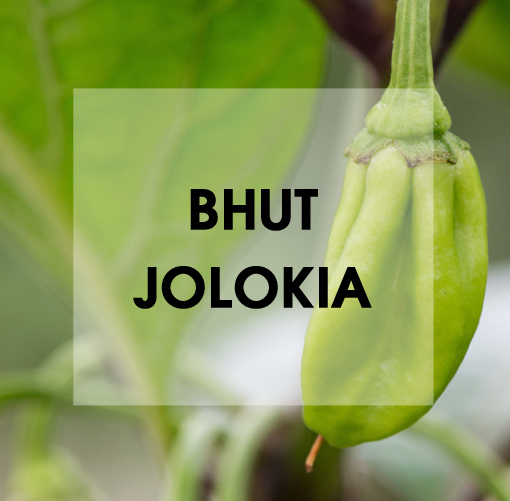 Bhut Jolokia Chili