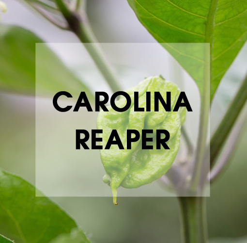 Carolina Reaper Chili Wissen
