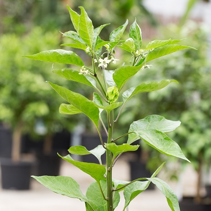carolina reaper chili pflanze bluete