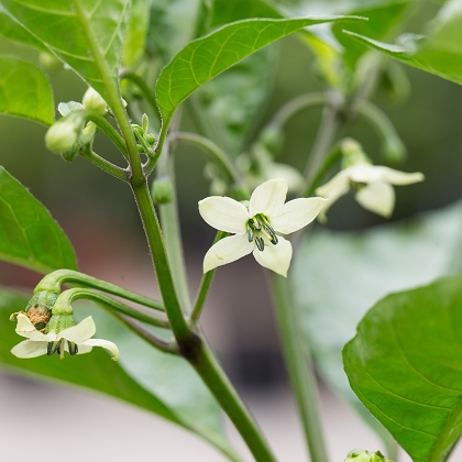 carolina reaper chili-pflanze bluete