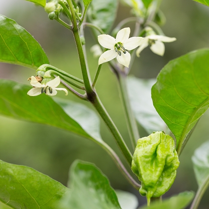 carolina reaper chili-pflanze in reife