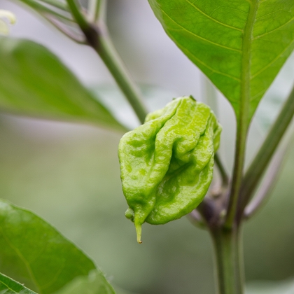 carolina reaper pflanze bluete