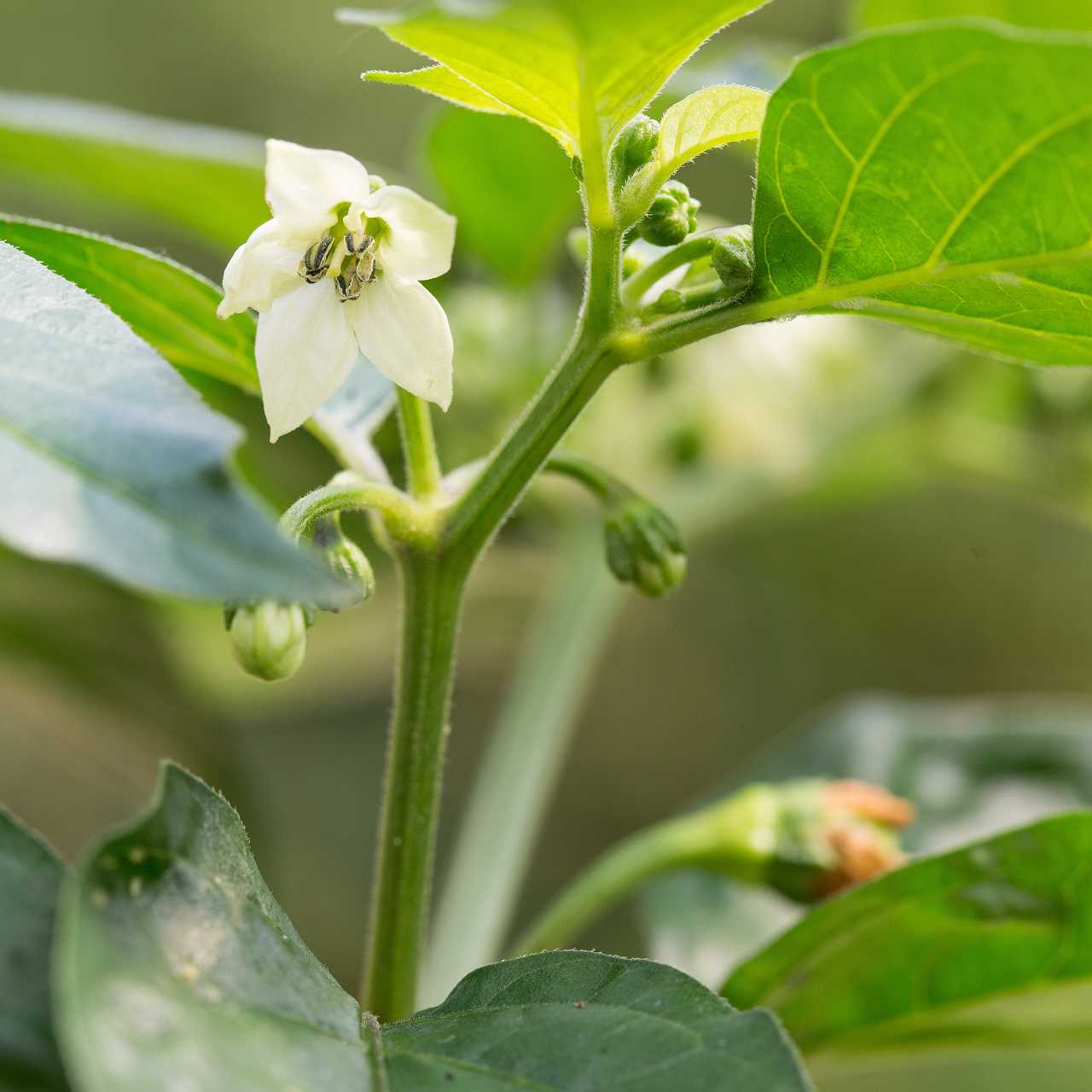 habanero chili-pflanze in reife