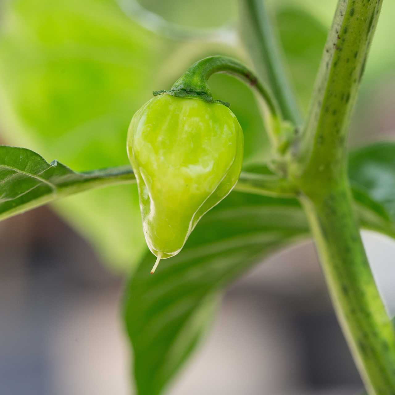 Habanero Pflanze in der Reifezeit