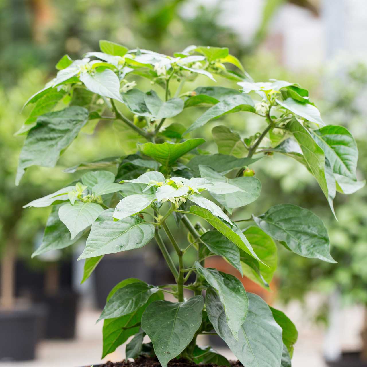 Habanero Chili Pflanze in der Blütezeit vor weiteren Chilipflanzen