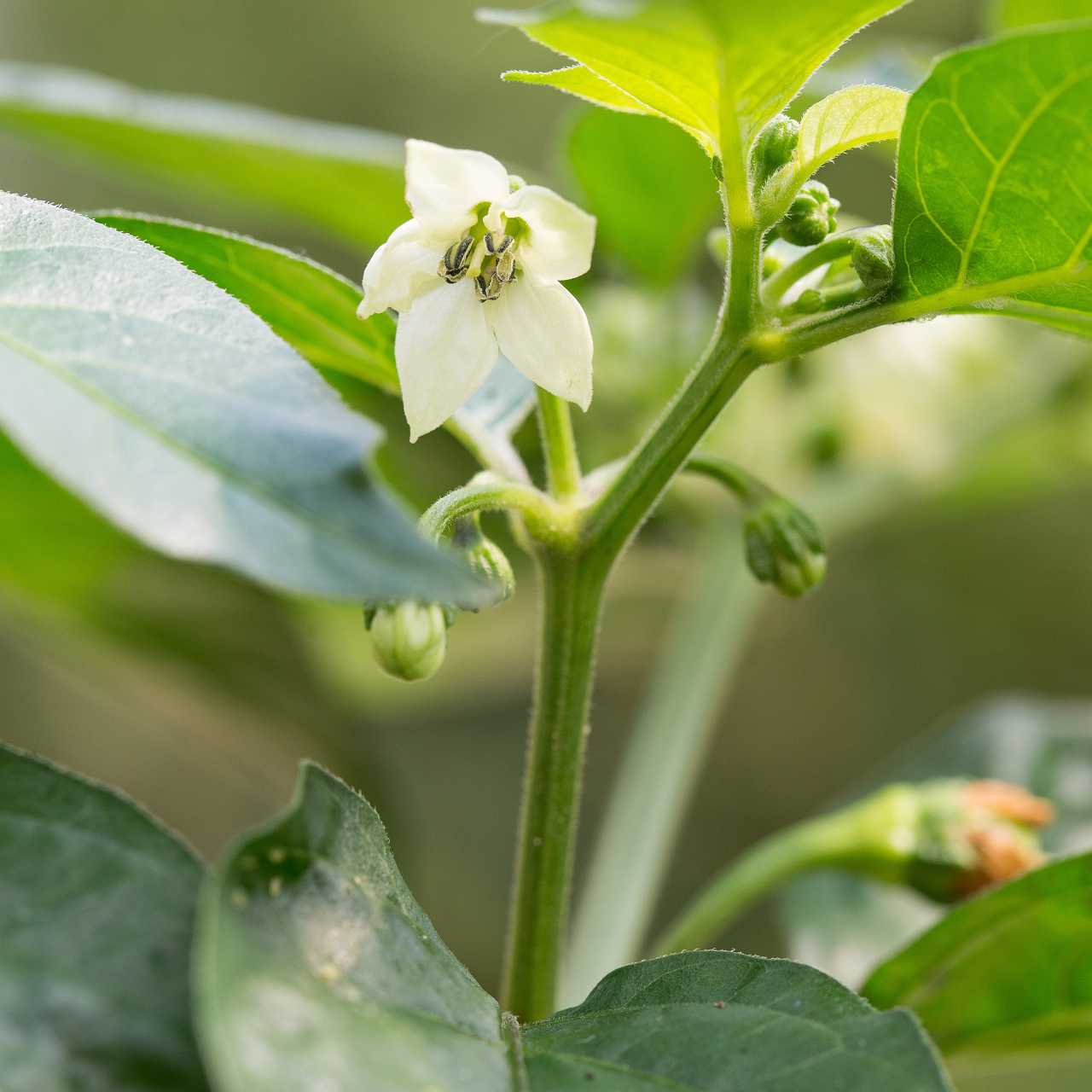 Blüte einer Habanero Pflanze Nahaufnahme vor grünem Hintergrund