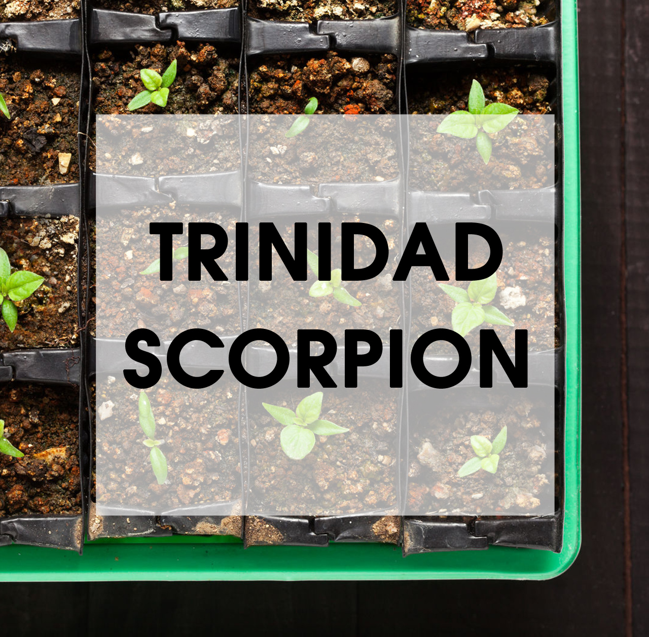 Trinidad Scorpion Chili Wissen Artikel Mexican-Tears