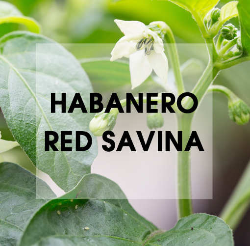 Habanero Red Savina