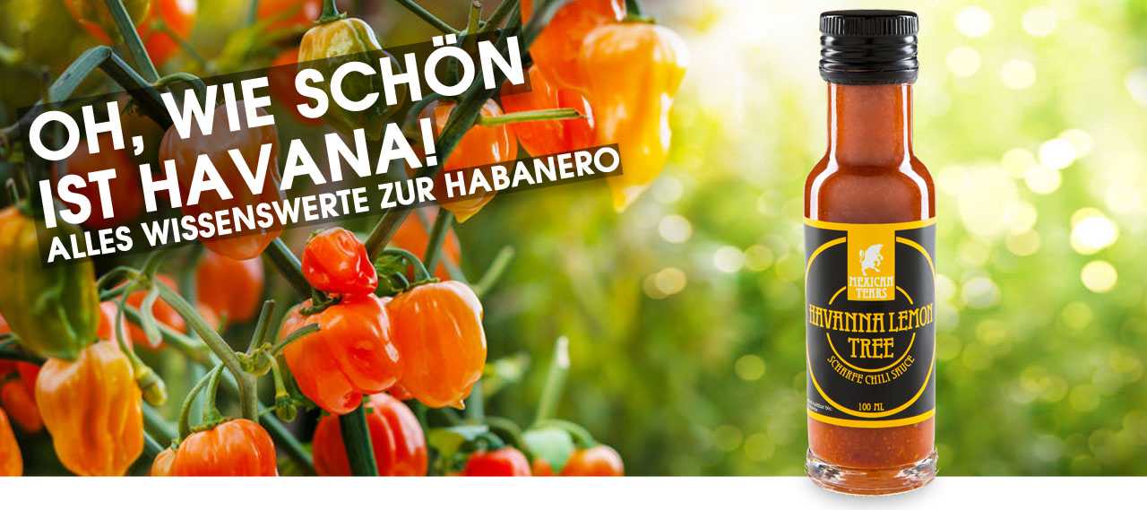 habanero chili pflanze