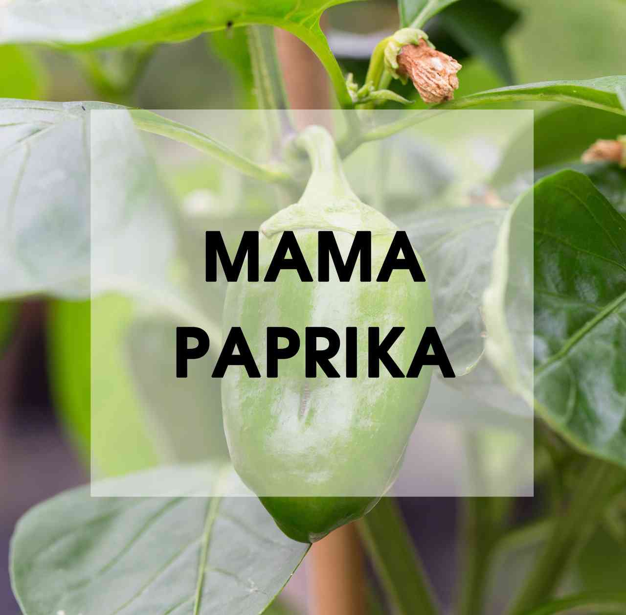 Paprika Pflanze Chili