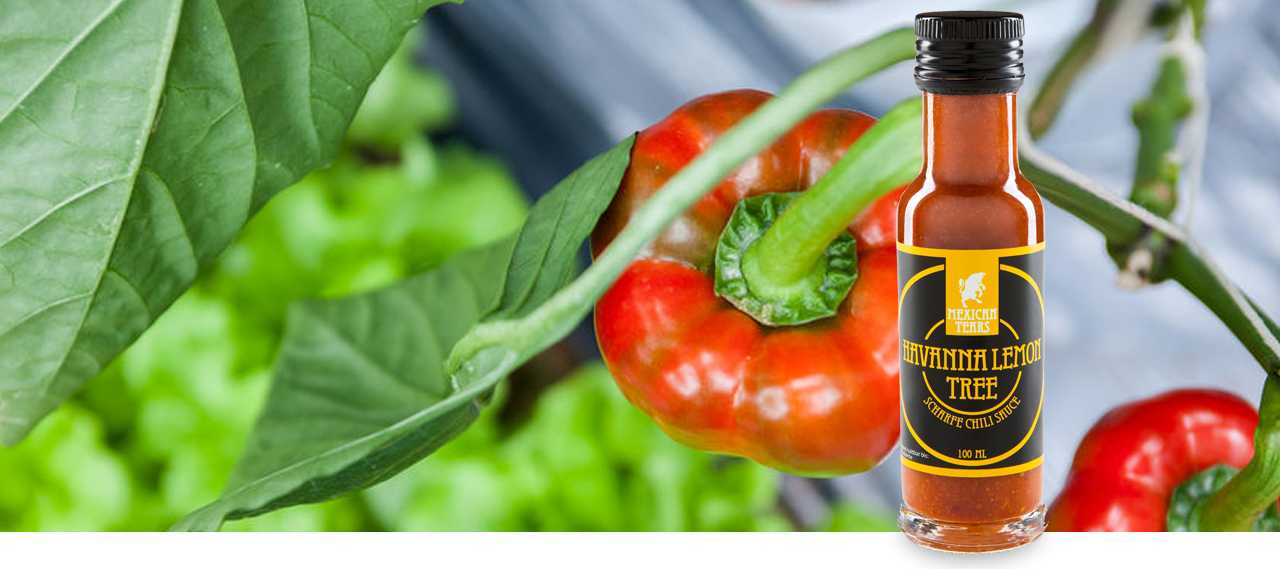 paprika chili pflanze