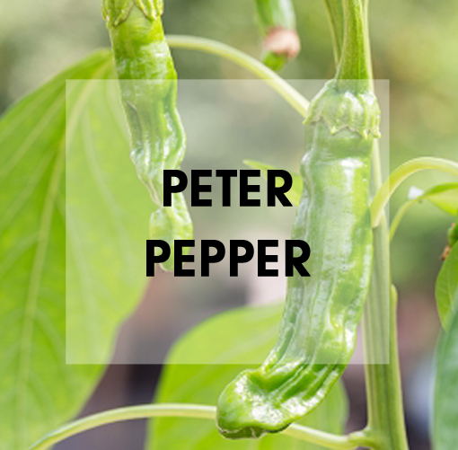Peter Pepper Chili Wissen