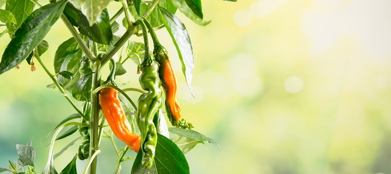 peter pepper chili pflanze