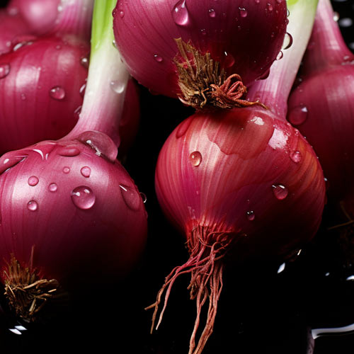 Mehrere frische rote Zwiebeln mit leuchtend lila Schalen und feuchten Wassertropfen, die im Licht glänzen, liegen eng beieinander auf einer dunklen Oberfläche.